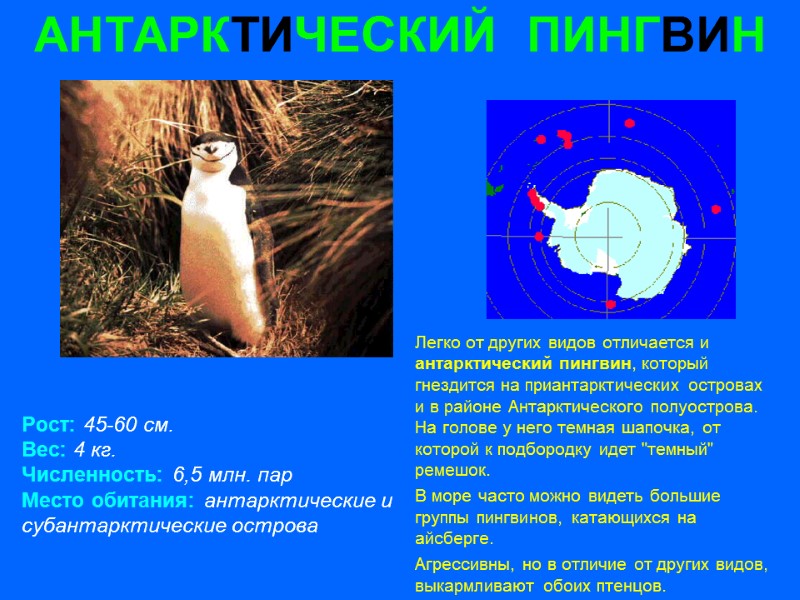 АНТАРКТИЧЕСКИЙ  ПИНГВИН Рост: 45-60 см. Вес: 4 кг. Численность: 6,5 млн. пар Место